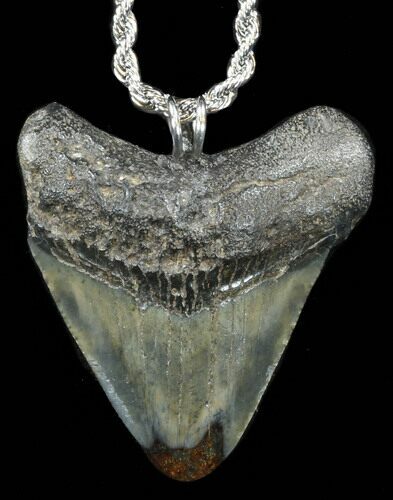 Serrated Polished Megalodon Tooth Necklace #38541